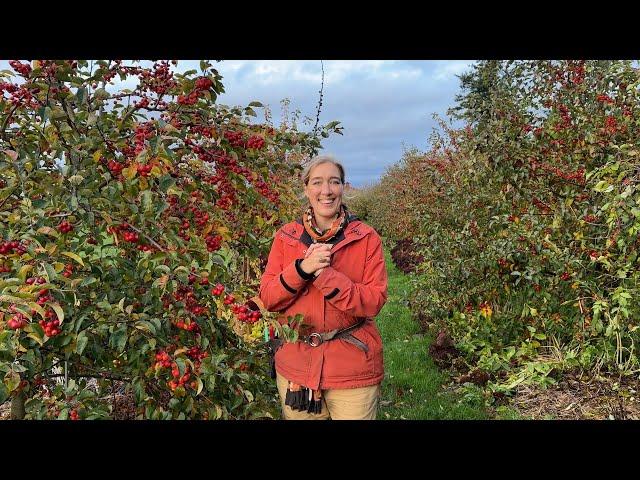 Floret Farm Tour: Crabapples