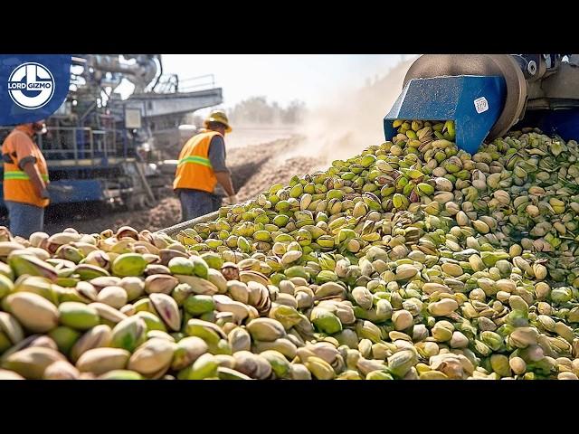 Harvesting Millions of Tons of Pistachios – The Journey from Tiny Seeds to Your Snack Bowl!