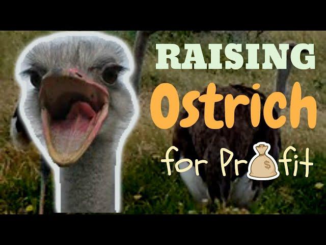 Raising Ostriches For Profit