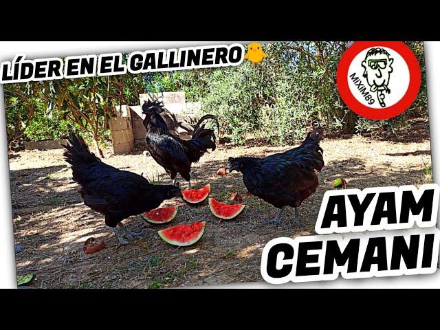 ¿Por qué deberías tener POLLOS y GALLINAS AYAM CEMANI? by mixim89