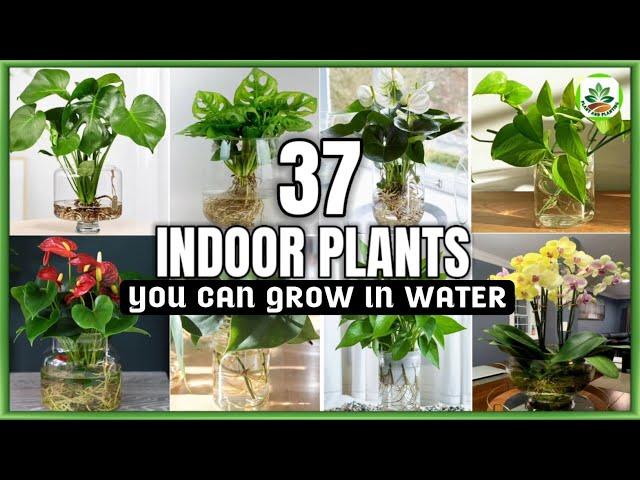 37 Indoor Plants You can grow in Water |Best Indoor plants no need soil to grow |Plant and Planting