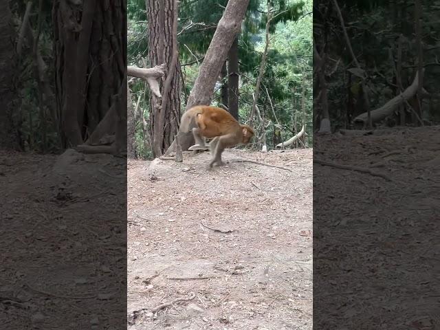 एक विकलांग बंदर की कहानी(The story of a disabled monkey)