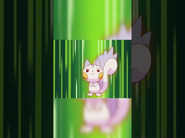 Dawn catches a Pachirisu