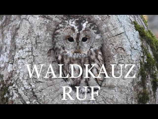 Waldkauz - Ruf, Stimme