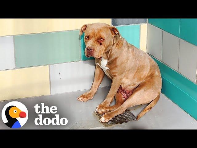 Scared Shelter Pittie Kept Wagging Her Tail | The Dodo