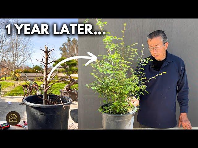 1 Year Progress Update on My Chinese Elm