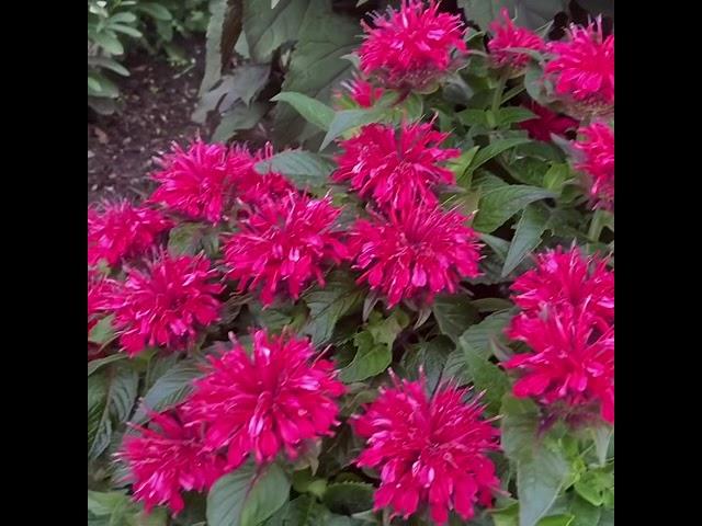 Best Perennial for butterfly garden / Bee balm / Monarda Didyma