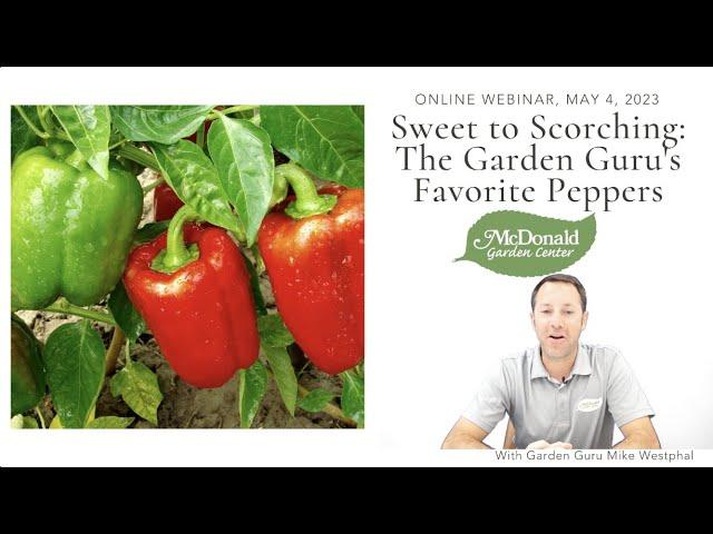 Sweet to Scorching: The Garden Guru's Favorite Peppers