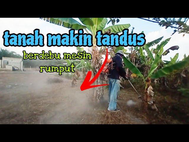 [Episod1081] kebun abah semakin tandus, mesin rumput pun naik berdebu