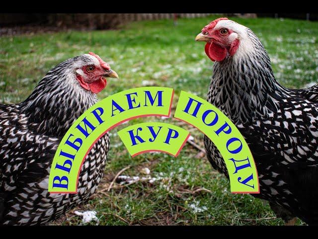 Какие ПОРОДЫ КУР выбрать / ВЫБИРАЕМ универсальных кур ДЛЯ НОВИЧКОВ