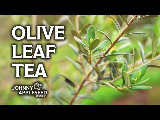 How to Make Olive Leaf Tea | Harvesting Fresh Olive Leaves for Tea | Johnny Appleseed Organic