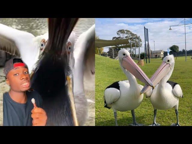 Why You Should NEVER trust a Pelican with your Child