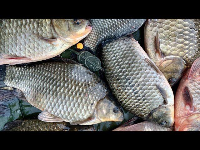 Tricks of catching carp on FLAT FEEDER. Fishing with an overnight stay in an unusual place.