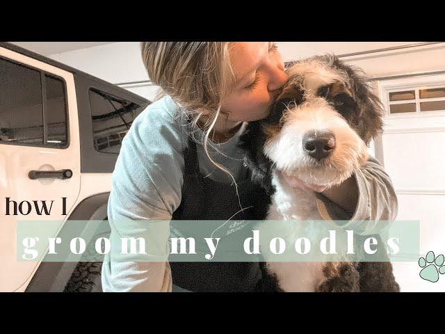 HOW I GROOM MY DOODLES | at home