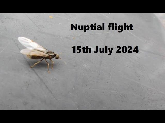 Unusual nuptial flight 15th July 2024