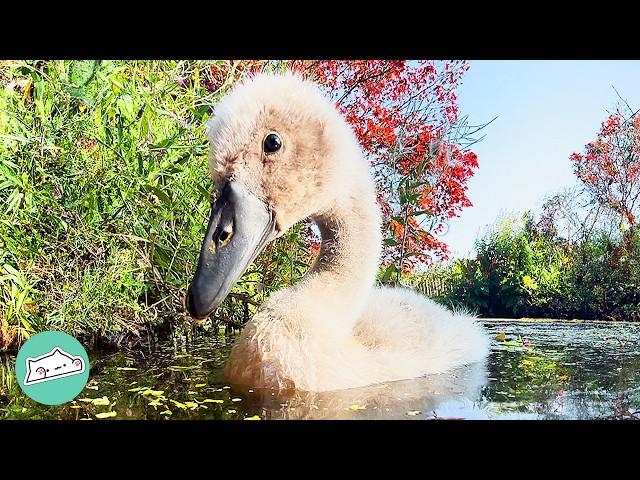 Man Hatched A Swan Egg, Now She Thinks He’s Her Mom | Cuddle Buddies