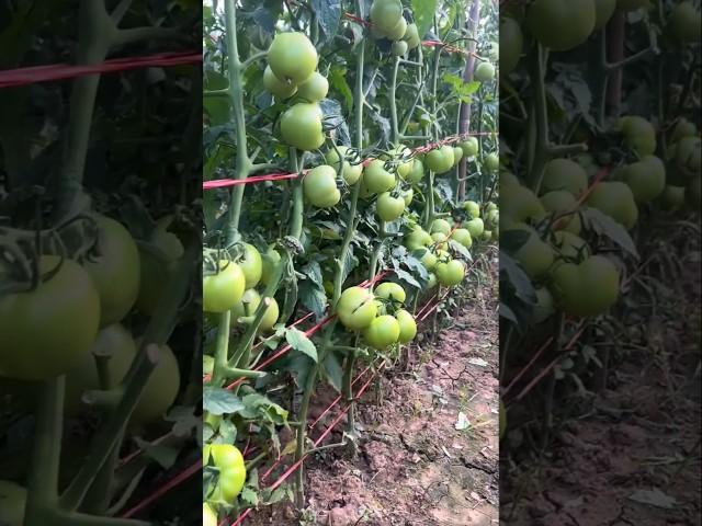 How to care tomato farming for high yield | Tomato  farming secrets #shorts