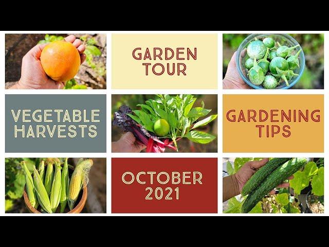 California Gardening October 2021 Harvests, Garden Tour, Gardening Tips, GreenStalk Spinner Review!