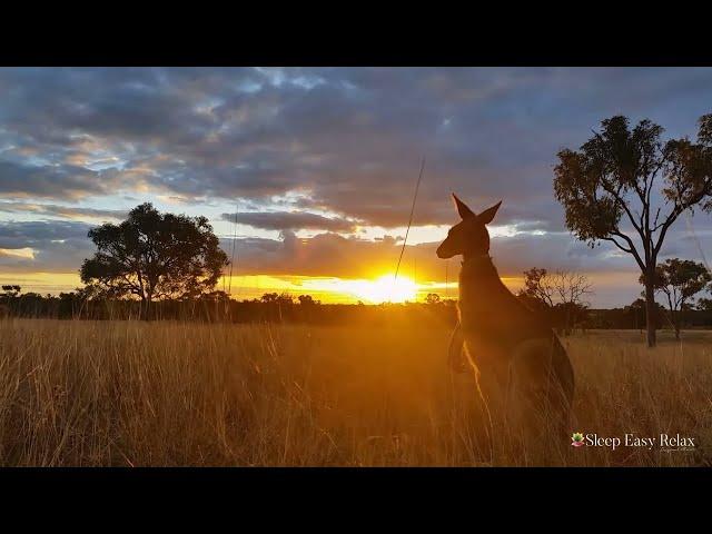 Gentle Relaxing Meditation Music • Beautiful Nature Australia, Instant Calm (Amazing Australia)  84