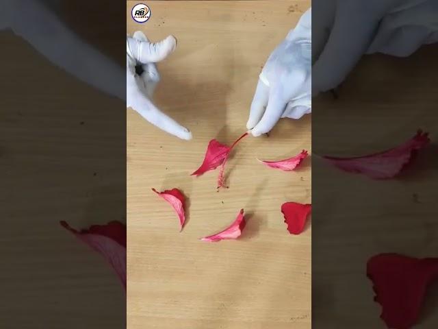 Dissection of hibiscus flower class 10th sciences class 12th biology  #byjus #unacademy #biology