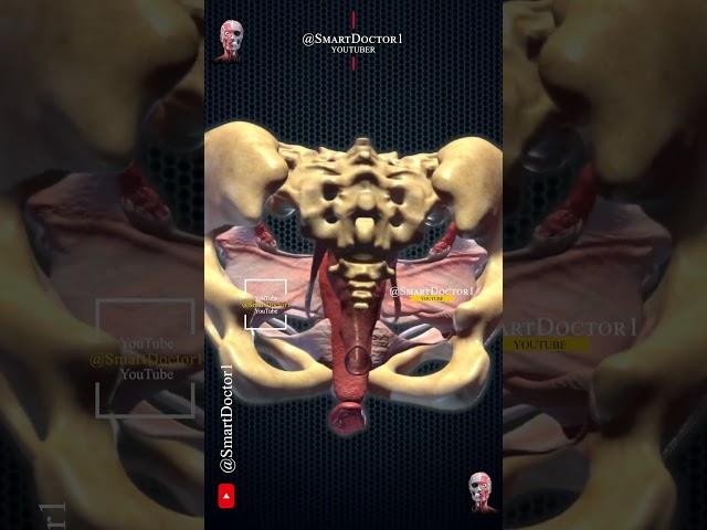 The female repr0-ductive system like you've never seen it before. ️