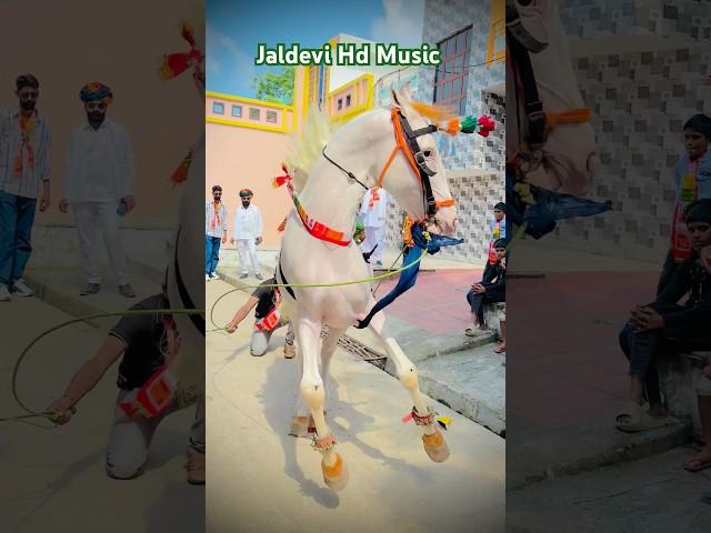  Ghodi ho to asi इस घोड़ी ने मचाई धूम पूरे झुलस में #song #jaldevi_hd_music #dance #tejajibhjan