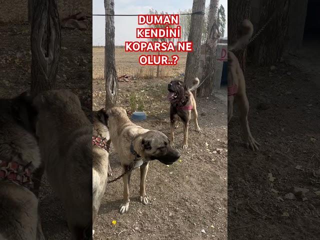 #anadoluaslanı #safkangal #köpek #safkankangal #animals #sivaskangali #kangal #köydeyaşam