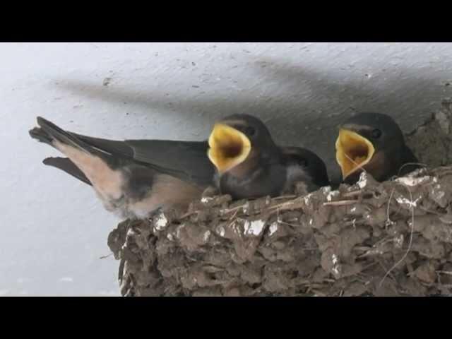 Swallows Nesting in Cornwall