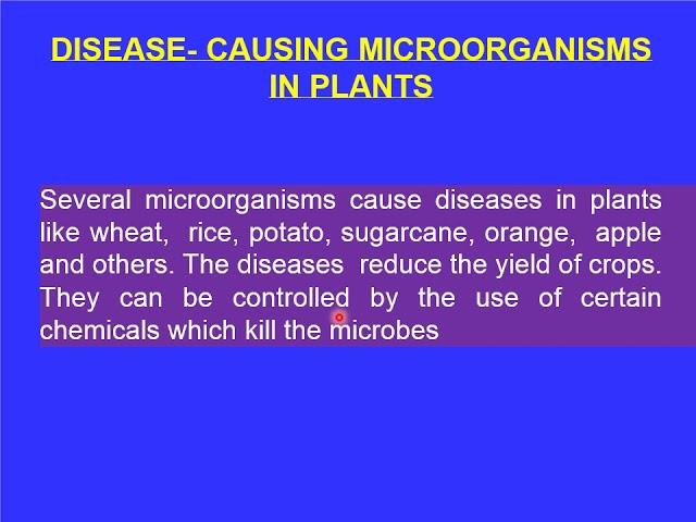 Microorganism  Friend and Foe  Part 4