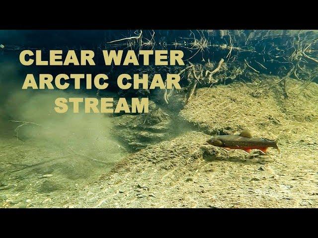 Fishing in Lapland - TINY Arctic Char Creek full with fish! With underwater proof.