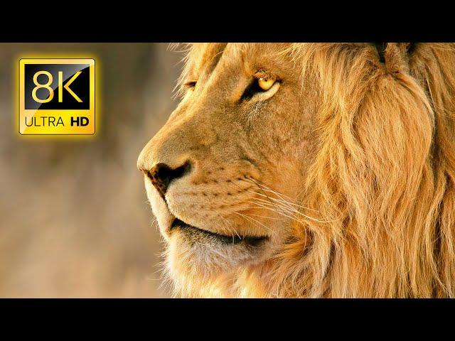 Amazing Lions Collection in 8K TV HDR 60FPS ULTRA HD