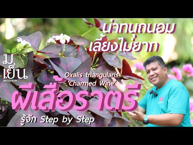 ผีเสื้อราตรี ใบงาม เลี้ยงไม่ยาก Oxalis triangularis ‘Charmed Wine’