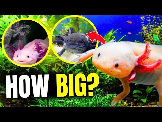 Axolotl Tank Size: What You NEED To Know!