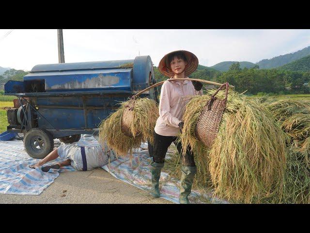 Harvest rice for farmer neighbor and get 20kg of rice as a gift - Rural life