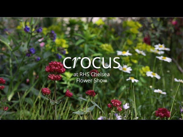 A Tour Of The Mind Garden 2022 | Crocus at the RHS Chelsea Flower Show