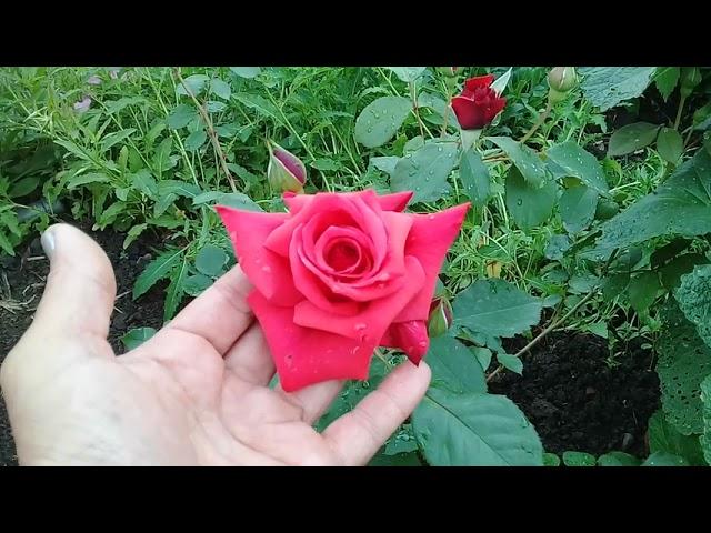 Переделка в саду опять??Розы из Роза-сад, развитие меня расстраевает...;Первые розы зацвели