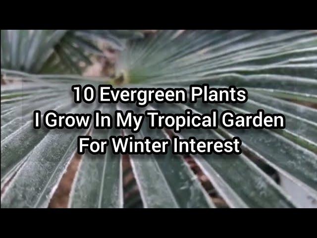 10 Evergreen Plants I Grow In My Tropical Garden For Winter Interest