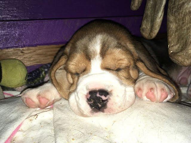 Beagle puppies minute