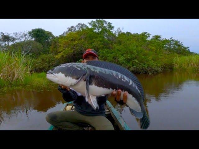 SAMBARAN NYA BIKIN JANTUNG MAU COPOT.UMPAN AMPUH CESTING TOMAN !! GIANT SNAKEHEAD