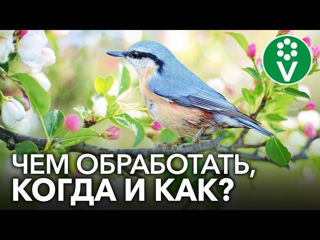 Первая ВЕСЕННЯЯ ОБРАБОТКА И ПОДКОРМКА САДА. Когда, чем и как?