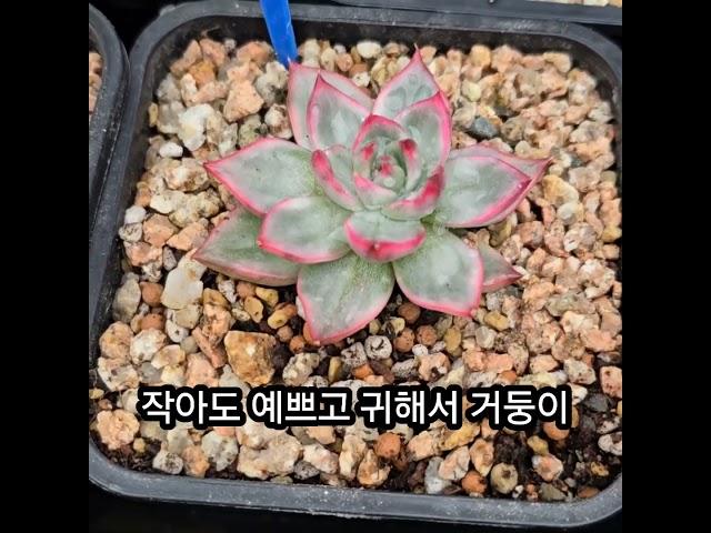 #부산금화다육 #수입전문 #금다육 #창금 #보스다육 #라이브방송