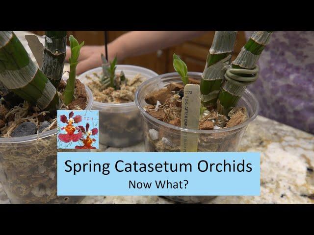 Spring Catasetum Orchid Update | Let's Get Them Repotted & Don't Water Yet! | How to Grow Catasetum