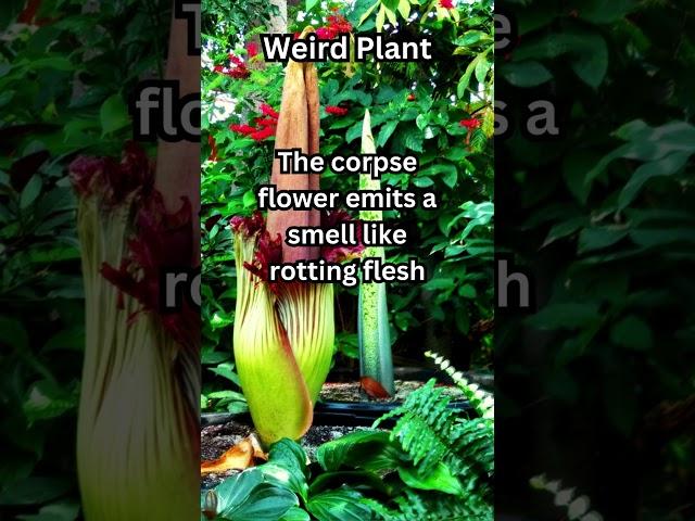 Nature's Deception: The Corpse Flower's Rotten Ruse.  #facts #weird