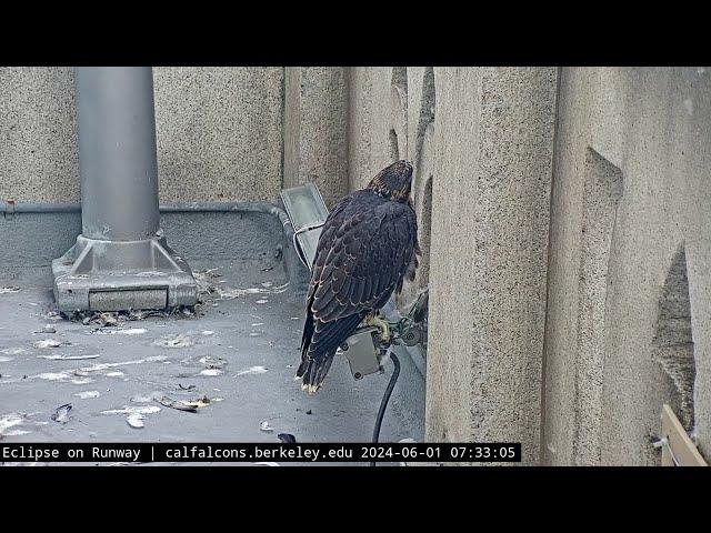 6-1-24 Last sighting of Nox before he left the Nest Level (with another assist from Sol?)