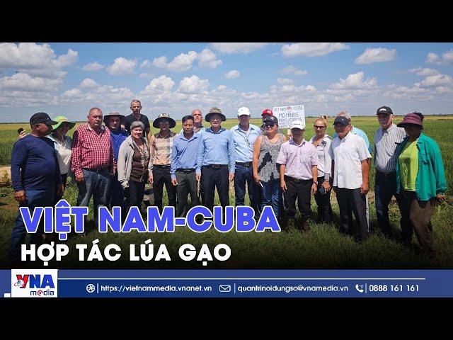 Hợp tác lúa gạo Việt Nam-Cuba: Gieo mồ hôi, gặt mùa vàng - VNA