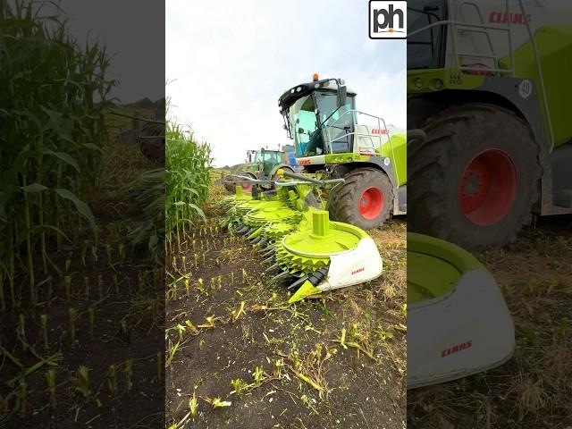 CLAAS 870 Jaguar Forage Harvester on Maize Silage #agri