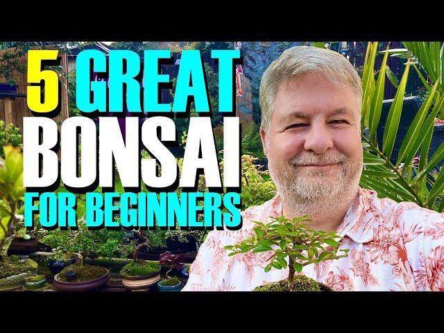 5 Great Bonsai Trees for Beginners