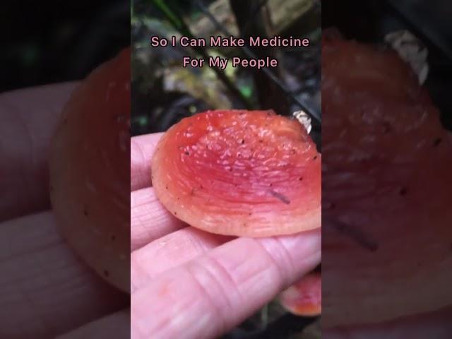 Wrinkled Peach Mushroom Medicine