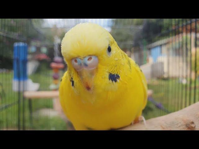 2 Hours of Budgie Best Friends - Mango and Chutney - Singing and Talking Sounds