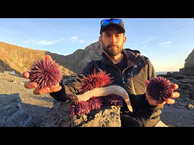 Eels and Uni (Sea Urchin) - Best Yield I've Ever Seen!